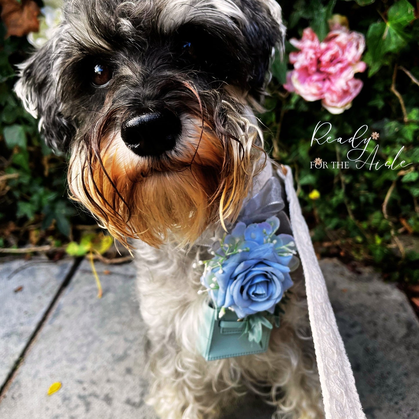White Ivory Lace Wedding Dog Collar & Leash Set | Dog Ring Bearer | Dog Collar with Flower | Wedding Ring Box for Dog Collars Flower Collar