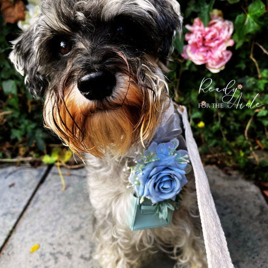 White Ivory Lace Wedding Dog Collar & Leash Set | Dog Ring Bearer | Dog Collar with Flower | Wedding Ring Box for Dog Collars  Flower Collar